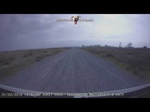 2018-03-31 - Dashcam: Dog Guiding Us