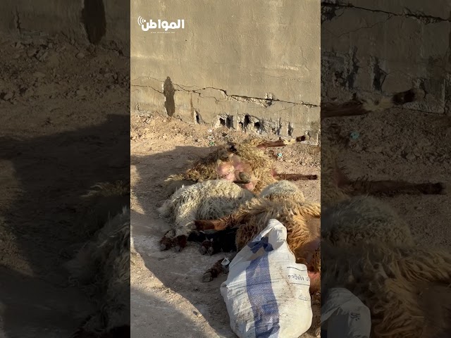 سبب نفوق الأغنام المستوردة في حفر الباطن