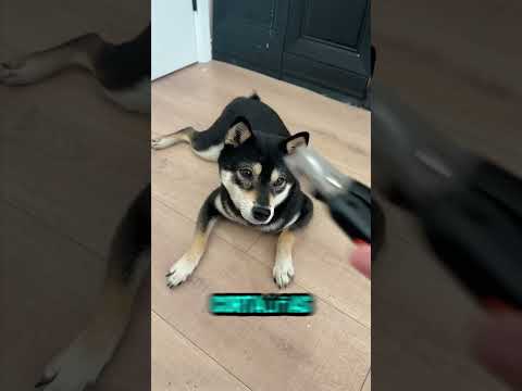 Este cortaúñas evita que tu perro sufra 🐶✂️ #youtubeshorts