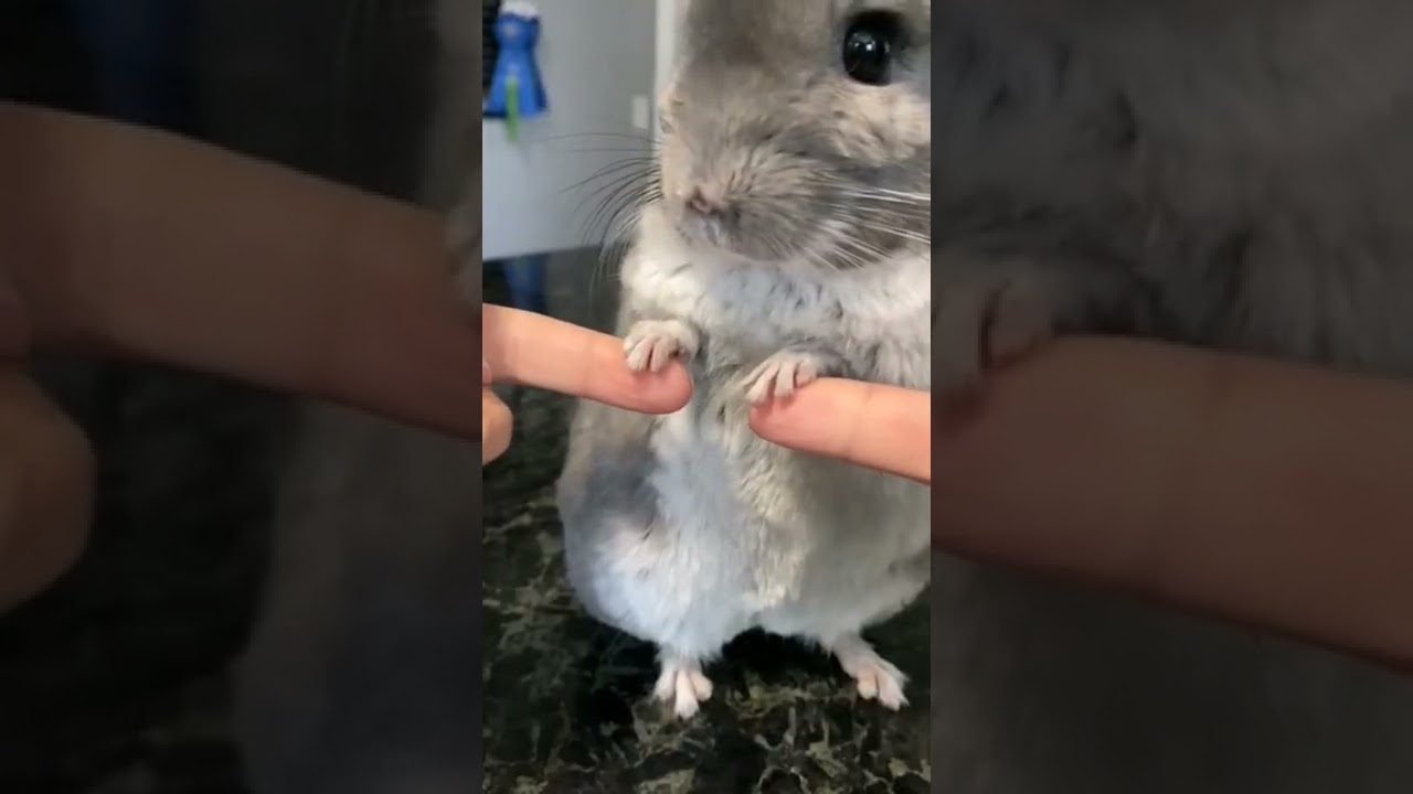 #shorts cat meme & kitten (tik tok video]💘 - funny cats meow baby cute compilation [cat-cash home)