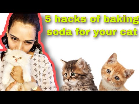 5 hacks for using baking soda for your cat | cat fleas treatment |cat litter smell |#persiancat