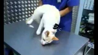 Comment calmer un chat pour de bon... (Paralyser un chat ?)