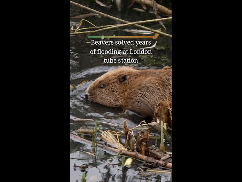 Beavers solved years of flooding at London tube station