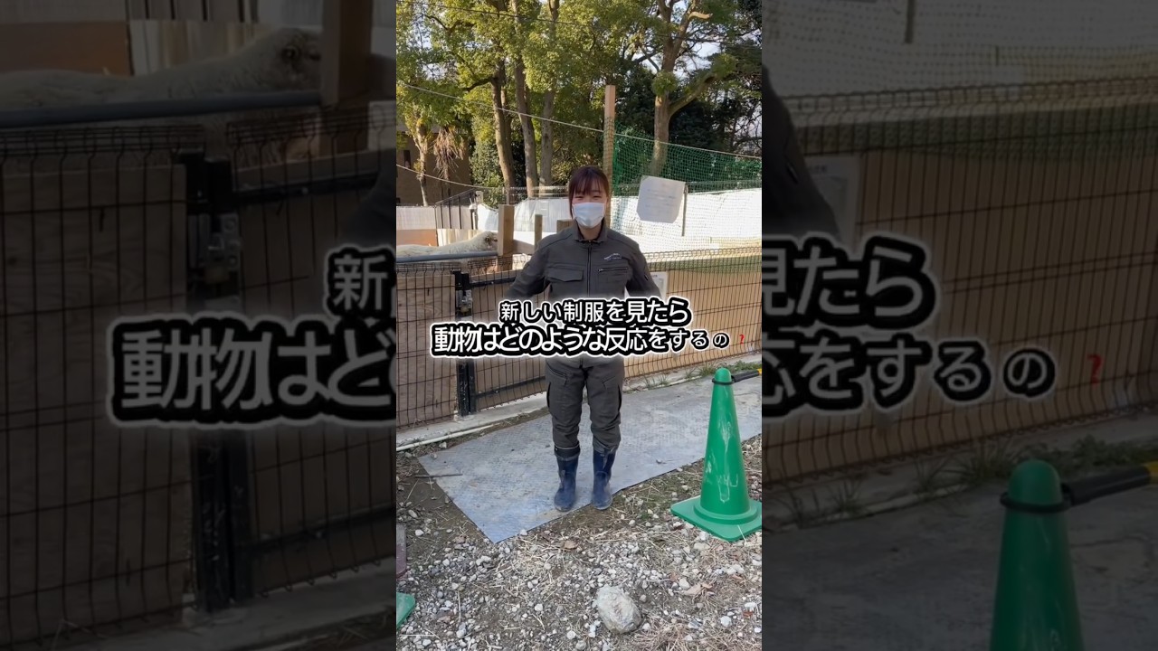 【五月山動物園公式チャンネル】　検証‼制服が変わったら動物たちはどのような反応をするの？ #shorts