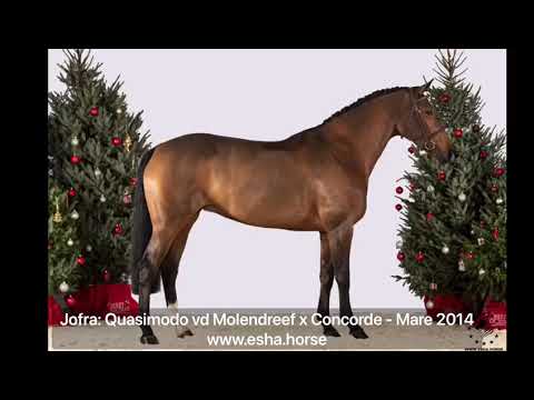 Jofra: Quasimodo van de Molendreef x Concorde