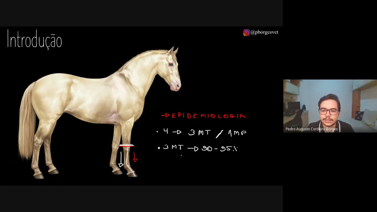 Anatomia do sistema locomotor de equinos, aplicada ao exame de claudicação
