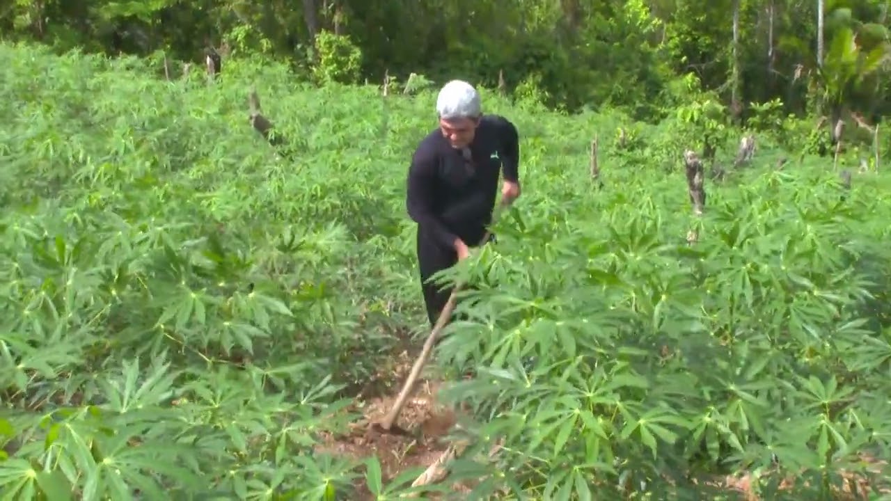 Día del Campesino en Cuba: cuando el hombre se hizo dueño de sus tierras