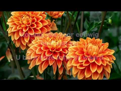 Opwekking 401 Koning Jezus, wij verhogen U 1B