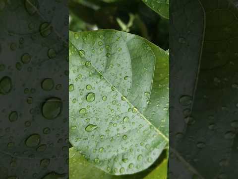 Cinematic Shoot 😱 | Nature Video | 2024 #shorts #short #cinematic #viralshorts #youtubeshorts