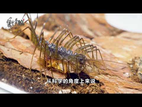 錢串子