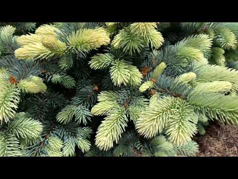 Picea pungens ...