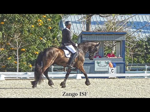 Zango ISF, First Dressage Show, Wins with a 74.23%!