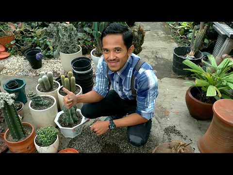 download lagu mp3 mp4 Kaktus, download mp3 Kaktus free download mp3, download mp3 Kaktus