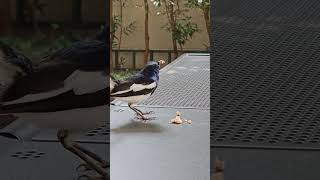 Download lagu Sarapan untuk Burung Robin Magpie mp3