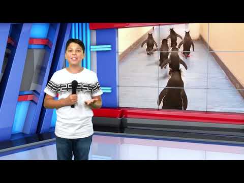 De ce poartă pinguinii șosete - Robert Socol