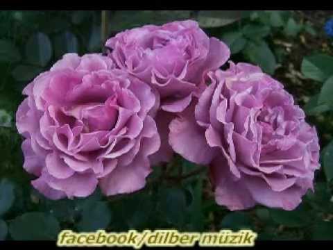 MINDİT KIZEK NAZİK ÇARDE SALİ..   .