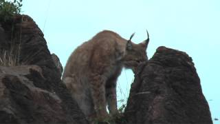 preview picture of video 'Lince Boreal'