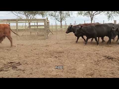 Lote 28 Vacas preñadas en Coronel Suarez, Buenos Aires