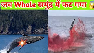 जब whale समुंद्र में फट गया😳|| Whale Exploded😱|| #shorts #youtubeshorts #whale