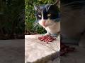 Hungry Cute Tuxedo Cat Short Shorts