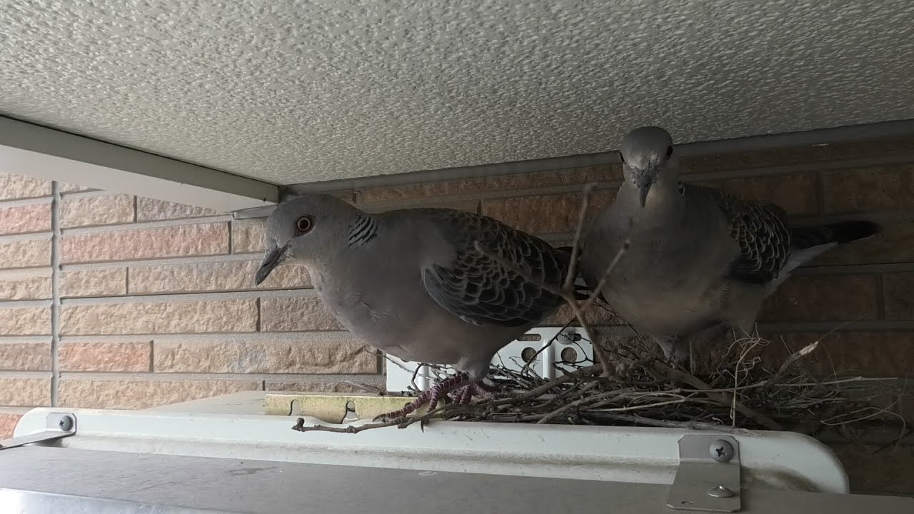 キジバトの巣を観察　2025.7.5