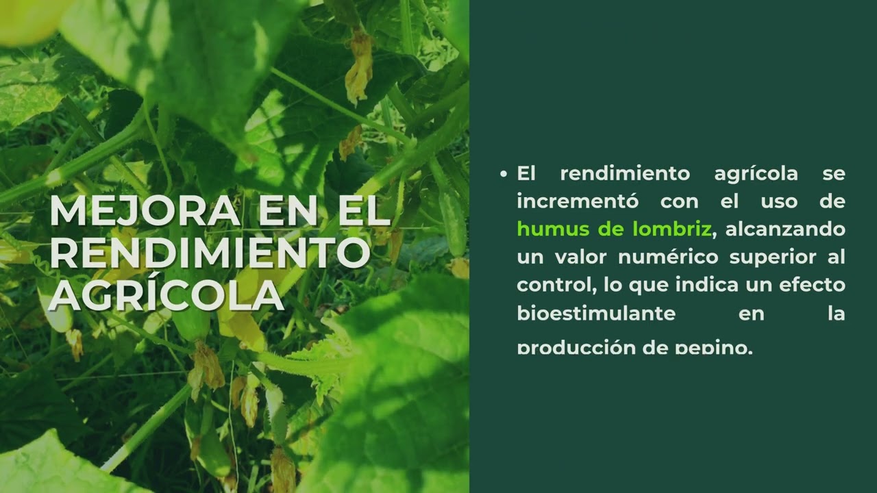 Uso del humus de lombriz - Pepino