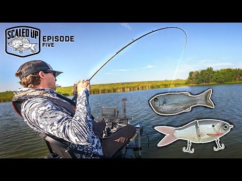 Fishing BIG SWIMBAITS For Summer GIANTS!