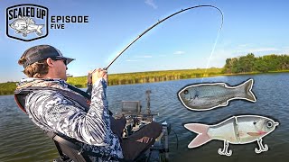 Fishing BIG SWIMBAITS For Summer GIANTS!