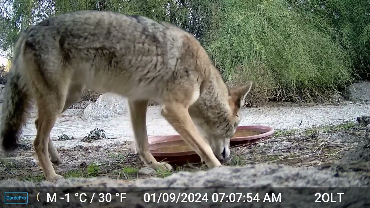 S2E20: Ice Cubes for Breakfast