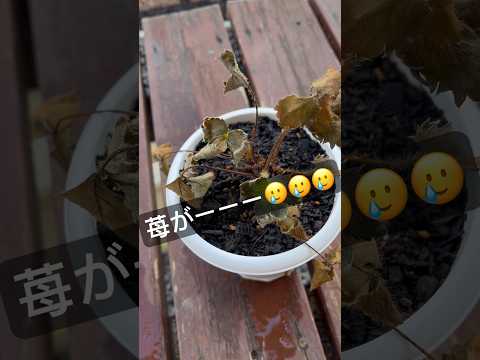 庭で育てるのに最適なイチゴの品種は何ですか?  庭園