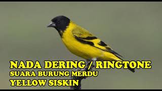 Download lagu NADA DERING RINGTONE SUARA BURUNG YELLOW SISKIN ME... mp3