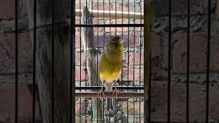 Download lagu KENARI malas bunyi, Terapi untuk kenari masteran canary #canarysingtraining #kanareyka #canário mp3