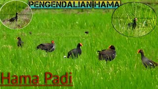 Download lagu Berburu Burung Mandar [Hama Padi Paling Sadis] mp3