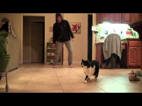 Bass Seekers Tryout - Jamzz(rejected)