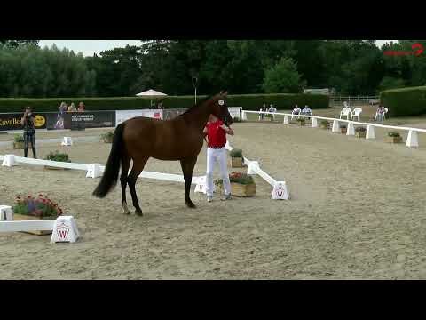 Eliteschau 2022  St.Pr.St Frederika v. Franziskus x Beltoni www.stöcker-verkaufspferde.de