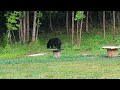 June 21st Summer Bear