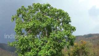 Walnut tree  in Didna village 