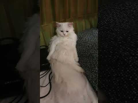 Cute Turkish Angora Funny Video #cat