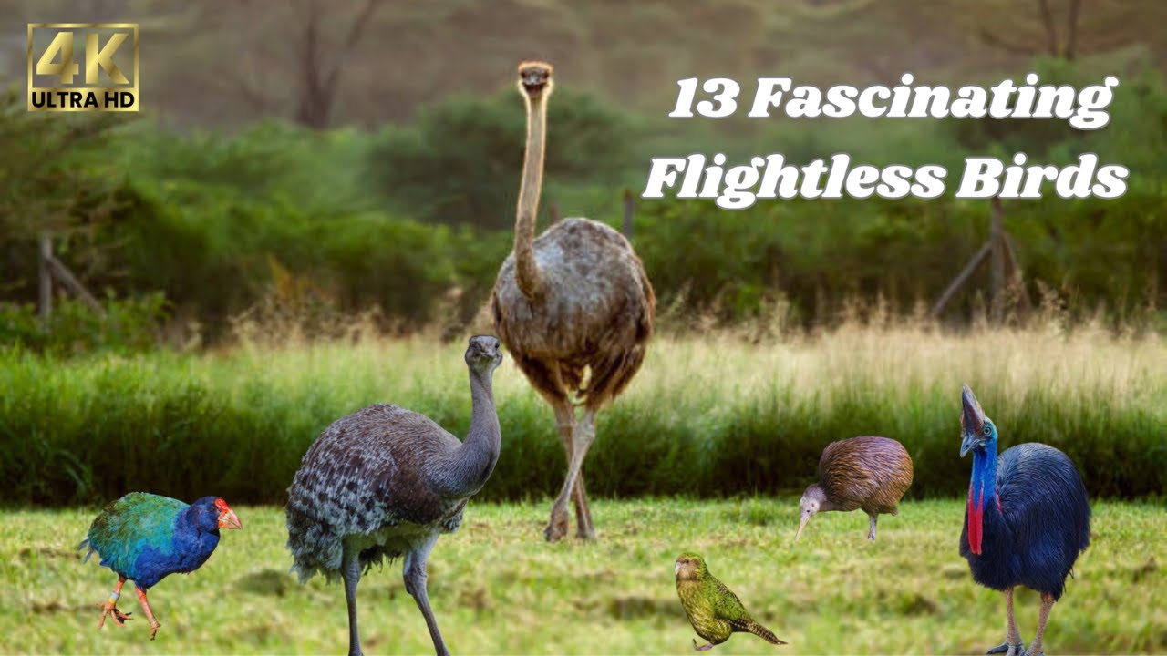Flightless Birds: Grounded Wonders, Unique Species, and Fascinating Facts
