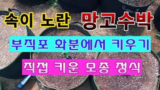 [텃밭농부 1,462]  직접 키운 속이 노란 망고수박  화분에 모종 정식. #망고수박