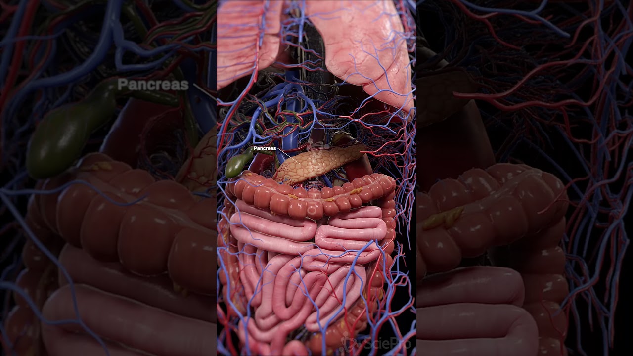 🧬 The Endocrine System: The Body’s Hormone Network 🧬