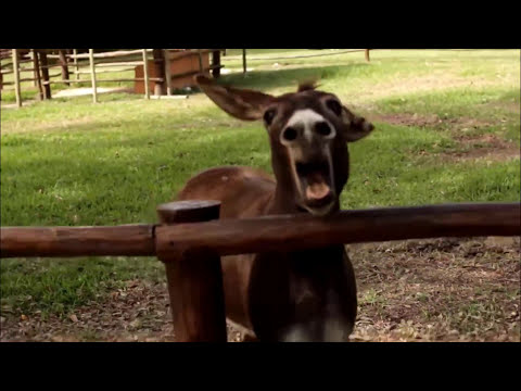 CRAZY DONKEY SOUND! | Top 5 Donkey Sounds