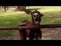 CRAZY DONKEY SOUND Top 5 Donkey Sounds