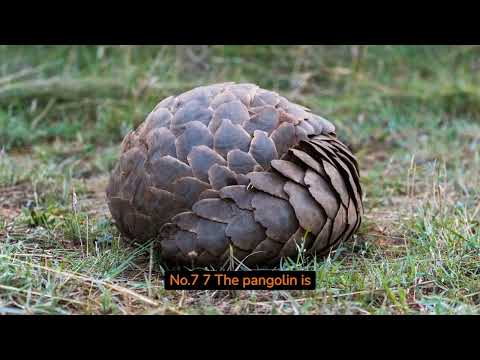 The 21 Greatest Animal Facts That Will Blow Your Mind.