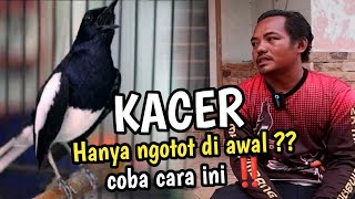 Download lagu CARA MERAWAT - MENGATASI KACER NGOTOT DI AWAL KETIKA DI LOMBA - by CHAN KASEP 🔥 mp3 Download lagu CARA MERAWAT - MENGATASI KACER NGOTOT DI AWAL KETIKA DI LOMBA - by CHAN KASEP 🔥 mp3