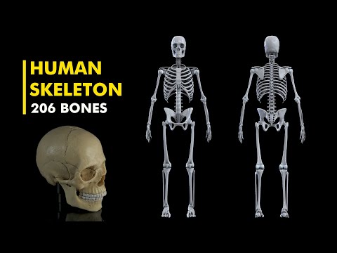 Human Skeltal System