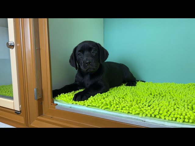 (子犬) 犬種：ラブラドール・レトリーバー 女の子 ブリーダー マロニエケンネル　MARRONNIER KENNEL k4060の画像