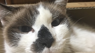 エスコン7 4時間攻略