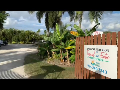 Visiting the Wild Flamingo Tree Nursery. Located in Davie Florida. A must! | Florida Travel Vlog