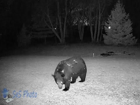 Night Time Bear Visits Bird Feeder